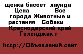 щенки бассет- хаунда › Цена ­ 20 000 - Все города Животные и растения » Собаки   . Краснодарский край,Геленджик г.